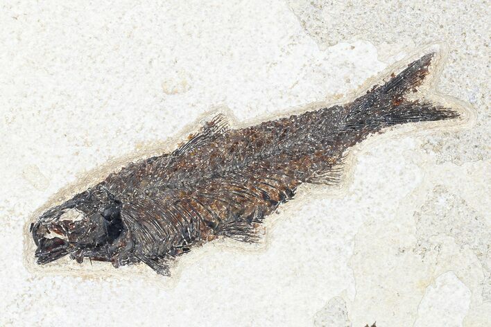 Fossil Fish (Knightia) - Wyoming #179226